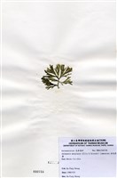 藏品(扁乳節藻)的圖片